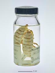 TSZCr 4341-39550-foto Mari Karlstad.jpg